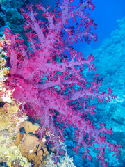Colorful coral reef on the bottom of tropical sea, Soft coral pink Dendronephthya