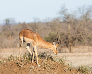 Impala Ram