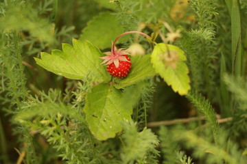 wild strawberry