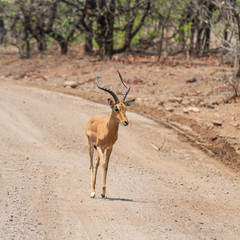 Impala Ram
