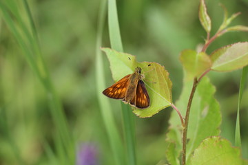 moth on leaf