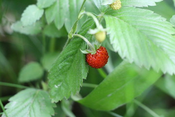 wild strawberry on a branch