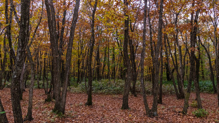 羽鳥湖高原の秋