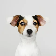 Stickers pour porte Chien Adorable Jack Russell Retriever puppy portrait