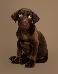 Fototapeta premium Adorable chocolate Labrador Retriever portrait