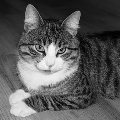 Portrait of grey striped cat lying on wooden floor.