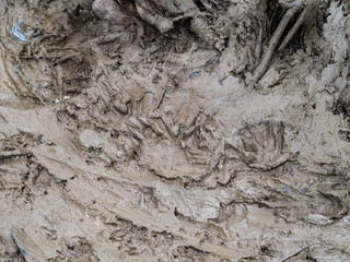 Siamese crocodile footprints in mud at Kaeng Krachan National Park, Thailand.