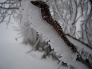 frost ice branch, tree, winter, snow