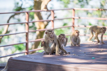 The background of the monkey that is playing with its group, is the creature that has the agility to jump and live in the wild.