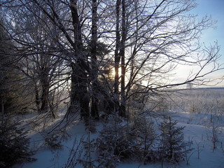 Winter landscape, trees, snow, cold