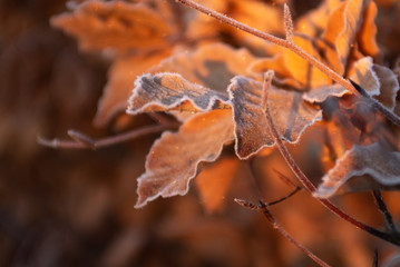 Frozen beech leaves in fall colors close-up