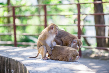 The background of the monkey that is playing with its group, is the creature that has the agility to jump and live in the wild.