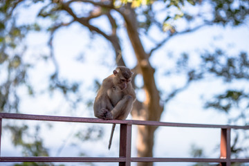 The background of the monkey that is playing with its group, is the creature that has the agility to jump and live in the wild.
