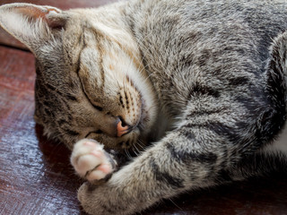 Sleeping grey cat on wooden floor.