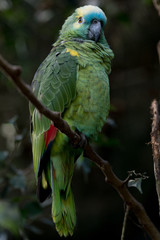 Ave posada en una rama