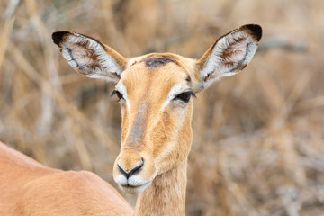 Female Impala