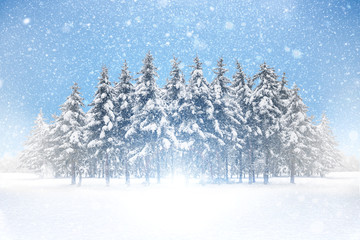Winter background image with snowy fir trees, white bright and fresh snow at bottom and falling snowflakes on blue background.