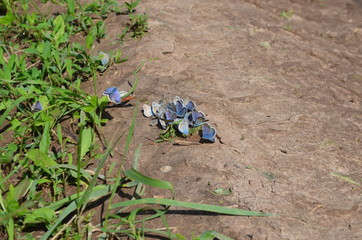 Fototapeta na wymiar blue butterflies on the ground