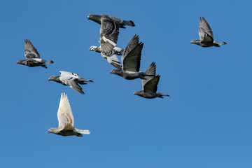 flying flock of speed racing pigeon bird against clear blue sky