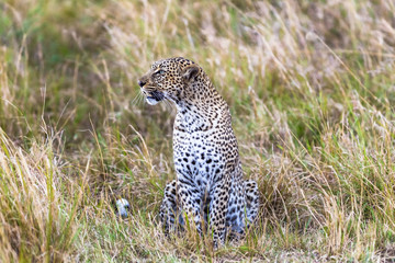 Leopard on the lookout. Hunter. Masai Mara, Kenya (Rev.2)