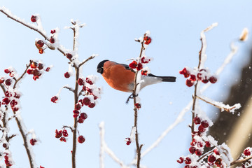 Bullfinch. Bird on the branch. Siberia, Russia.