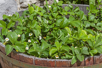 Pflanzentrog mit Erdbeerpflanzen