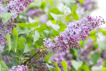 lilac branch on a green background, a symbol of spring, juicy bright plant, the smell of freshness
