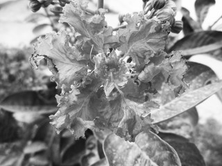 Black and white flower leaves Nature background