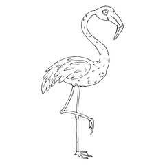 Flamingo icon. Vector illustration of a flamingo. Flamingo hand drawn.