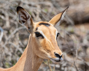 Female Impala