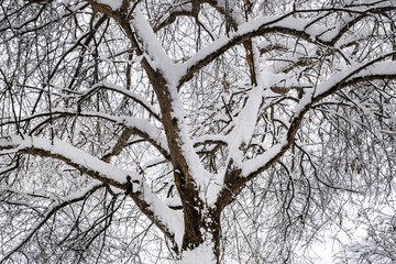Branches of tree covered with fresh snow, close-up view.