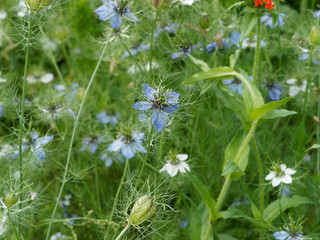 Fleurs de Nigelles de Damas en jardin