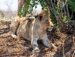 Naklejka premium Juvenile Lion
