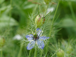 Nigella damascena - La nigelle de Damas ou cheveux de Vénus aux pétales de couleur bleue clair,...