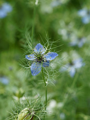 Nigella damascena - La nigelle de Damas ou cheveux de Vénus aux pétales de couleur bleue clair,...