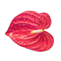 Pigtail Anthurium, Flamingo flower isolated on white background with clipping path