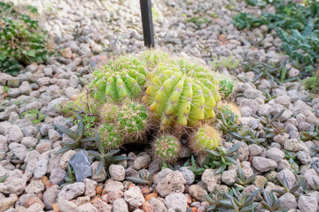 Small cactus grows in ground, Echinopsis calochlora
