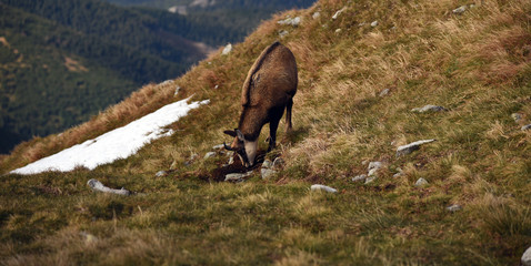 chamois on autumn mountain meadow with a small snow field