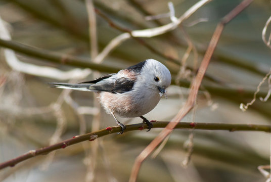 Long-tailed bushtit (Aegithalos caudatus) with building material in a beak for a nest