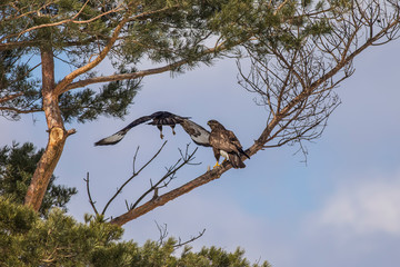 two common buzzard (Buteo buteo) sitting on a tree branch