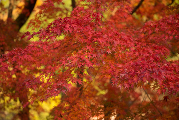 紅葉