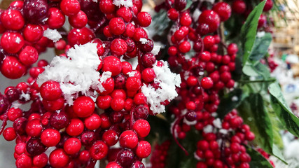 berries of red viburnum on a branch