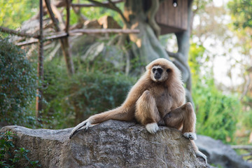 Gibbons in the zoo