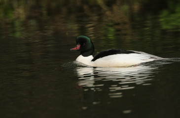 A male Goosander (Mergus merganser) swimming on a river.