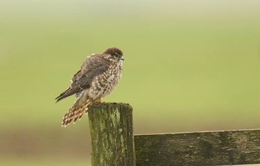 A Merlin (Falco columbarius) perched on a post.