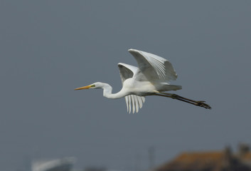 A Great white Egret (Ardea alba) in flight.