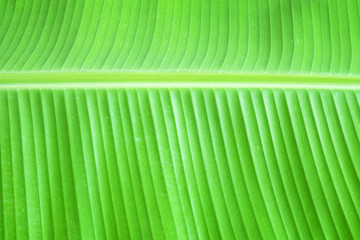 Fresh banana leaf for background. Green leaves.