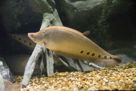 Chitala ornata