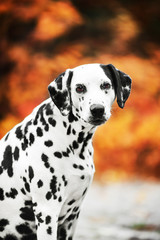 Smilling Dalmatian dog portrait on golden autumn background