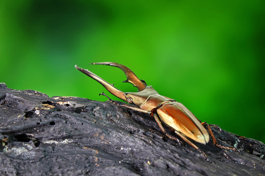 Beetle : Stag beetle (Cyclommatus metallifer) is a genus of the Lucanidae family. Beautiful beetle with lustrous metallic bodies,one of world's most famous exotic pets and awesome pets. - Powered by Adobe